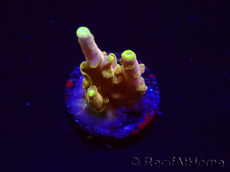 WYSIWYG RAH Acropora Gold Finger 5N2