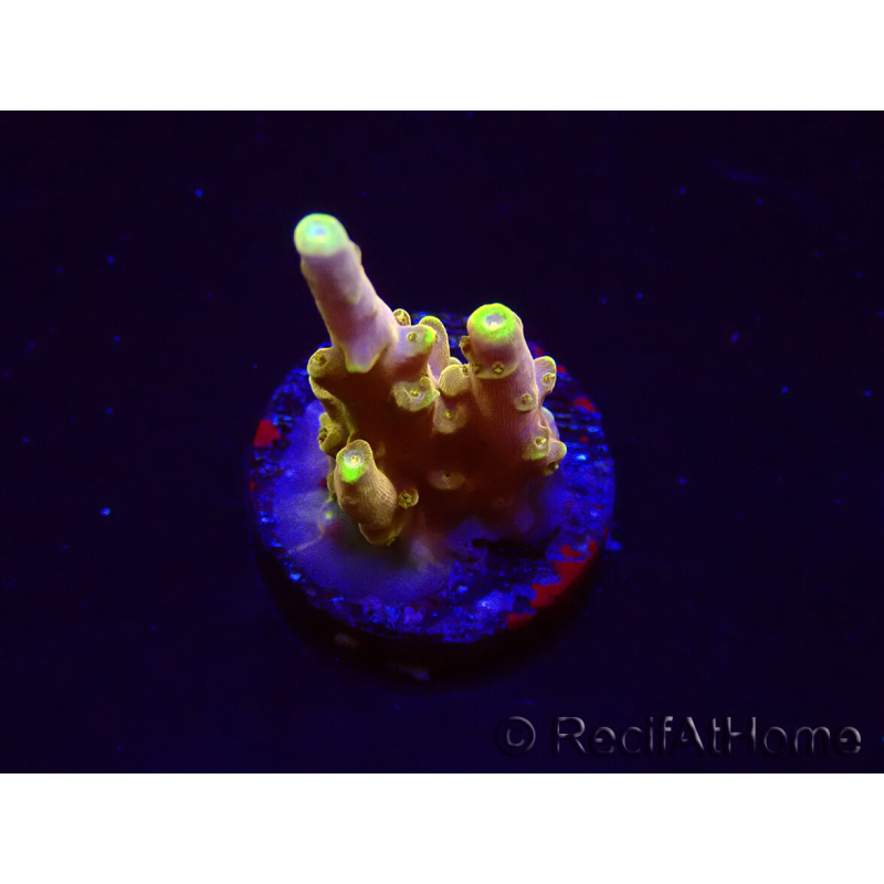 WYSIWYG RAH Acropora Gold Finger 5N2