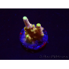 WYSIWYG RAH Acropora Gold Finger