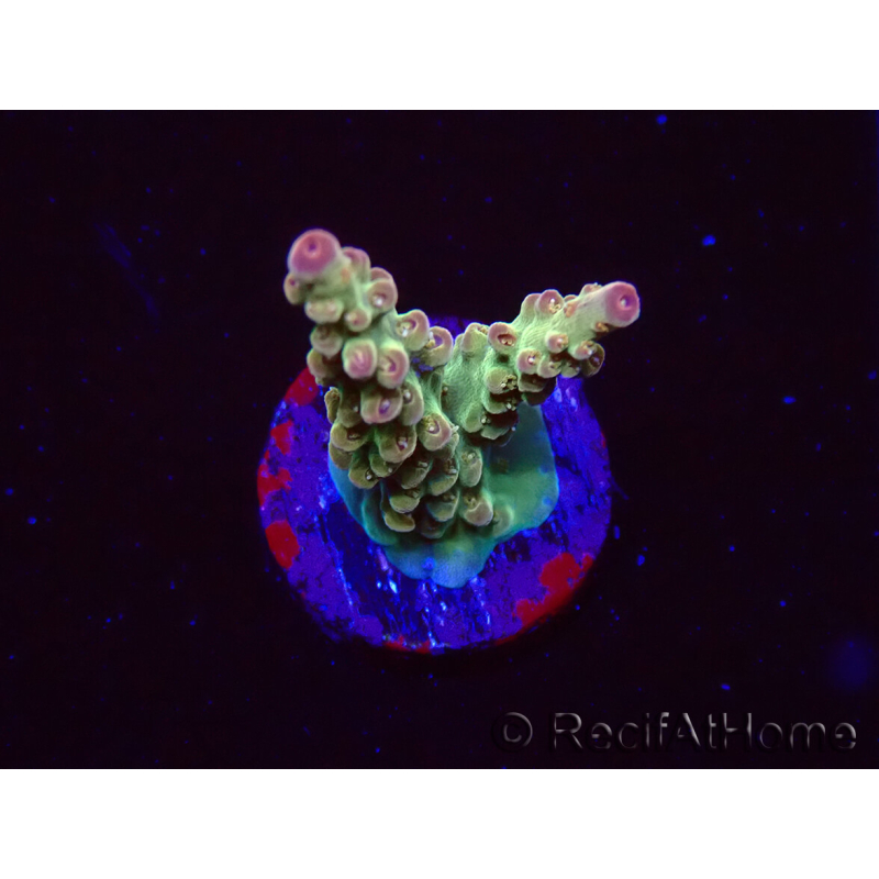WYSIWYG RAH Acropora Astro-berry