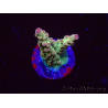 WYSIWYG RAH Acropora Astro-berry