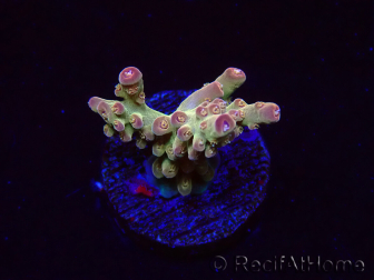 WYSIWYG RAH Acropora Astro-berry