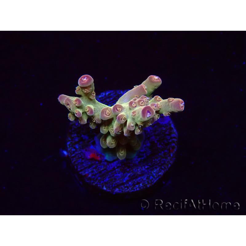 WYSIWYG RAH Acropora Astro-berry