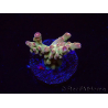 WYSIWYG RAH Acropora Astro-berry 5P3