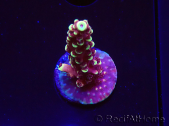 WYSIWYG Acropora Dragon Breath