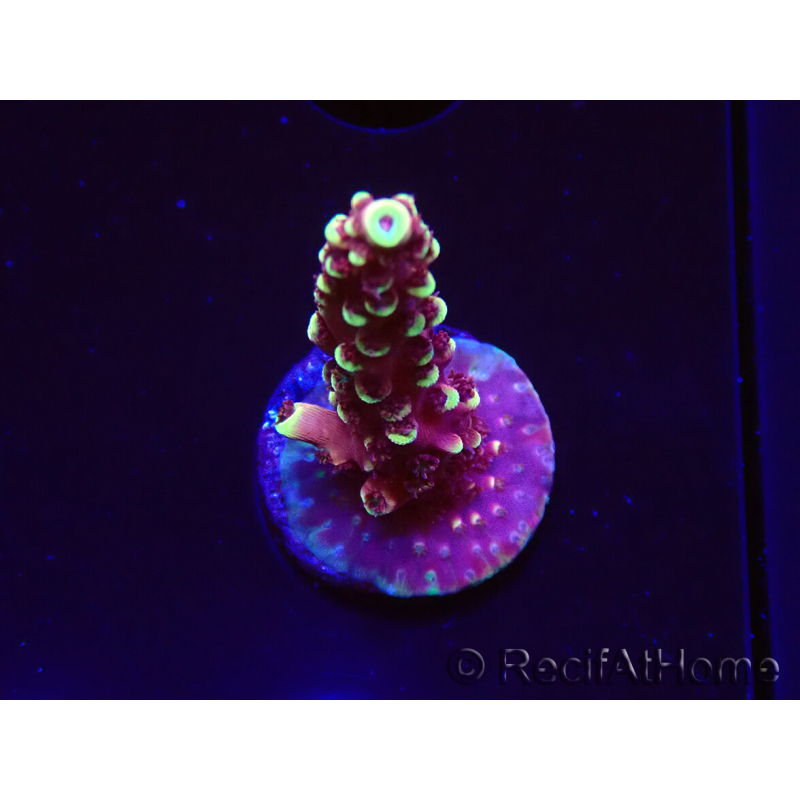 WYSIWYG Acropora Drachenatem