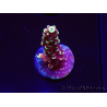 WYSIWYG Acropora Drachenatem