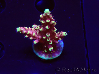 WYSIWYG Acropora Dragon Breath
