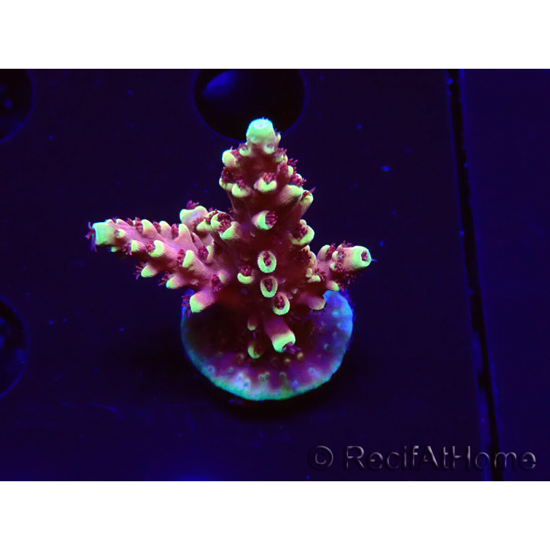 WYSIWYG Acropora Drachenatem