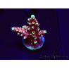 WYSIWYG Acropora Dragon Breath 5R2