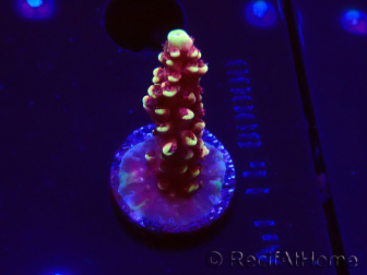 WYSIWYG Acropora Dragon Breath