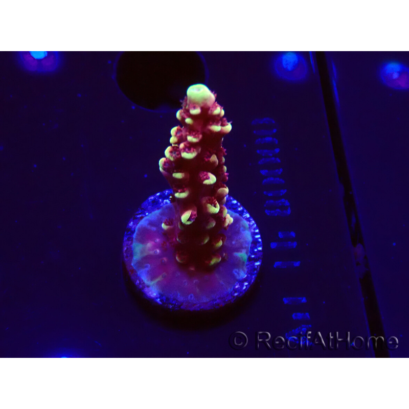 WYSIWYG Acropora Dragon Breath