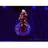 WYSIWYG Acropora Dragon Breath