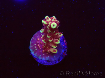 WYSIWYG Acropora Dragon Breath