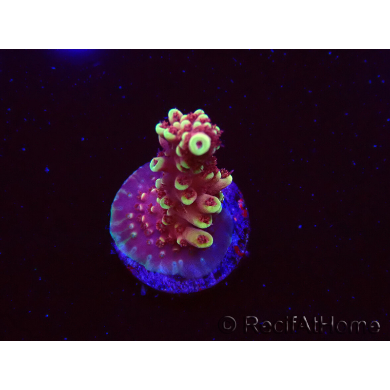 WYSIWYG Acropora Drachenatem