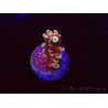 WYSIWYG Acropora Dragon Breath