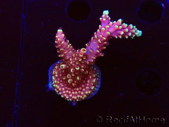 WYSIWYG Acropora Dragon Breath 5R5