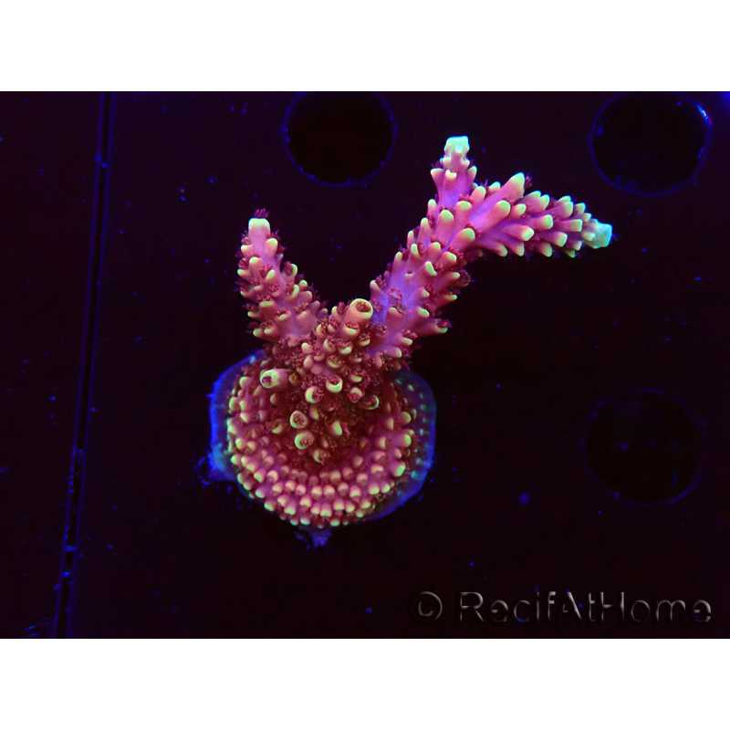 WYSIWYG Acropora Dragon Breath