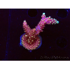 WYSIWYG Acropora Dragon Breath 5R5