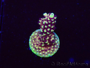WYSIWYG RRC Acropora Pink cadillac