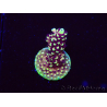 WYSIWYG RRC Acropora Pink cadillac