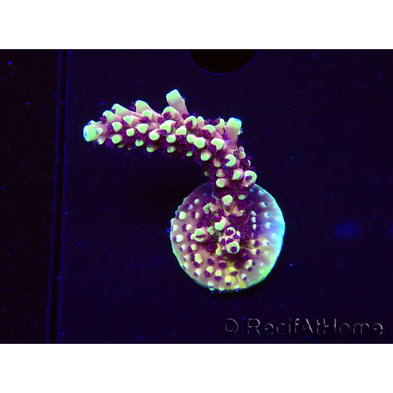 WYSIWYG RRC Acropora Pink cadillac