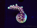 WYSIWYG RRC Acropora Pink cadillac 5R7
