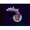 WYSIWYG RRC Acropora Pink cadillac