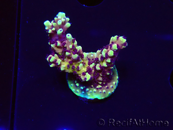 WYSIWYG RRC Acropora Pink cadillac