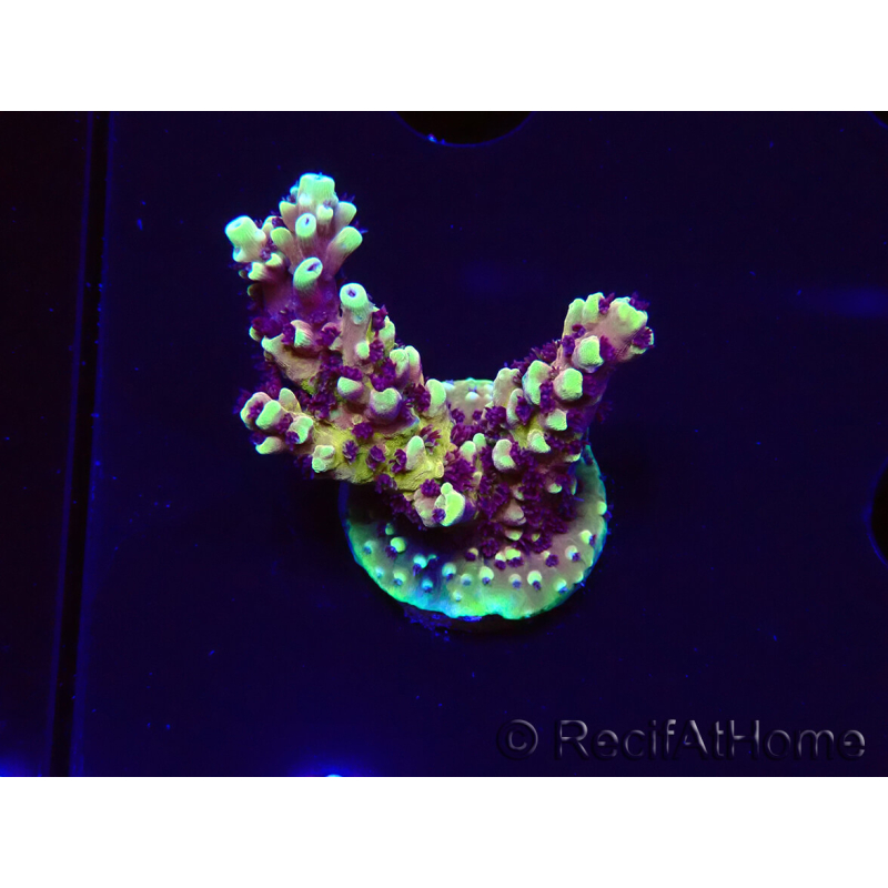WYSIWYG RRC Acropora Pink cadillac