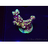 WYSIWYG RRC Acropora Pink cadillac 5R8