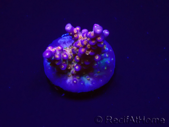 WYSIWYG WC Acropora donei Merlin's Staff 5S1