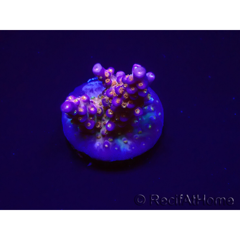 WYSIWYG WC Acropora donei Merlin's Staff 5S1