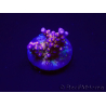 WYSIWYG RAH Acropora donei Merlin's Staff