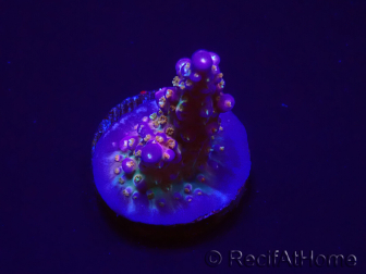 WYSIWYG RAH Acropora donei Merlin's Staff