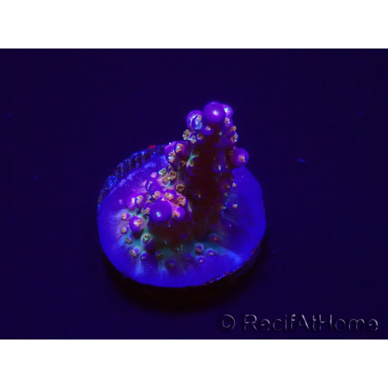 WYSIWYG WC Acropora donei Merlin's Staff 5S2