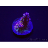 WYSIWYG WC Acropora donei Merlin's Staff 5S2