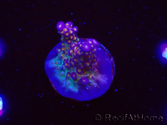 WYSIWYG WC Acropora donei Merlin's Staff 5S3
