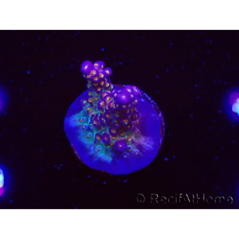 WYSIWYG RAH Acropora donei Merlin's Staff