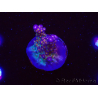 WYSIWYG WC Acropora donei Merlin's Staff 5S3