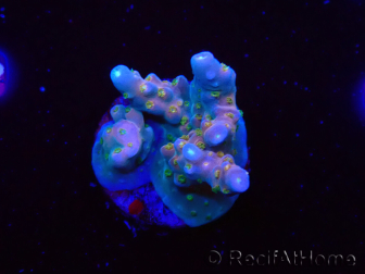 WYSIWYG RAH Acropora donei Hot Shot