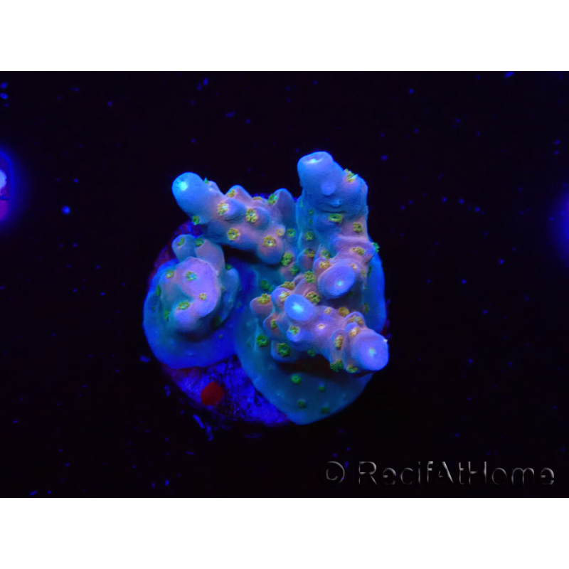 WYSIWYG RAH Acropora donei Hot Shot