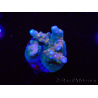 WYSIWYG RAH Acropora donei Hot Shot