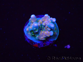 WYSIWYG RAH Acropora donei Hot Shot