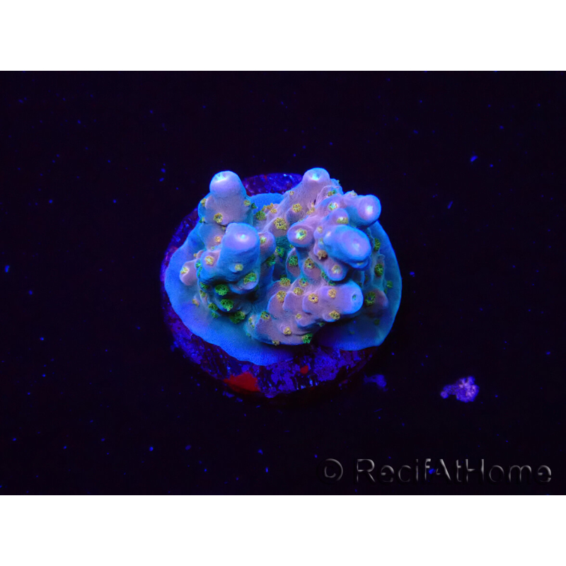 WYSIWYG RAH Acropora donei Hot Shot 5S7