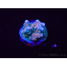 WYSIWYG RAH Acropora donei Hot Shot 5S7