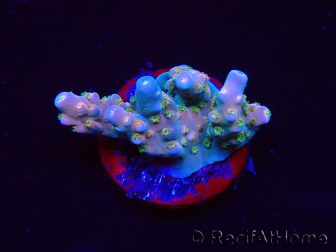 WYSIWYG RAH Acropora donei Hot Shot 5S8