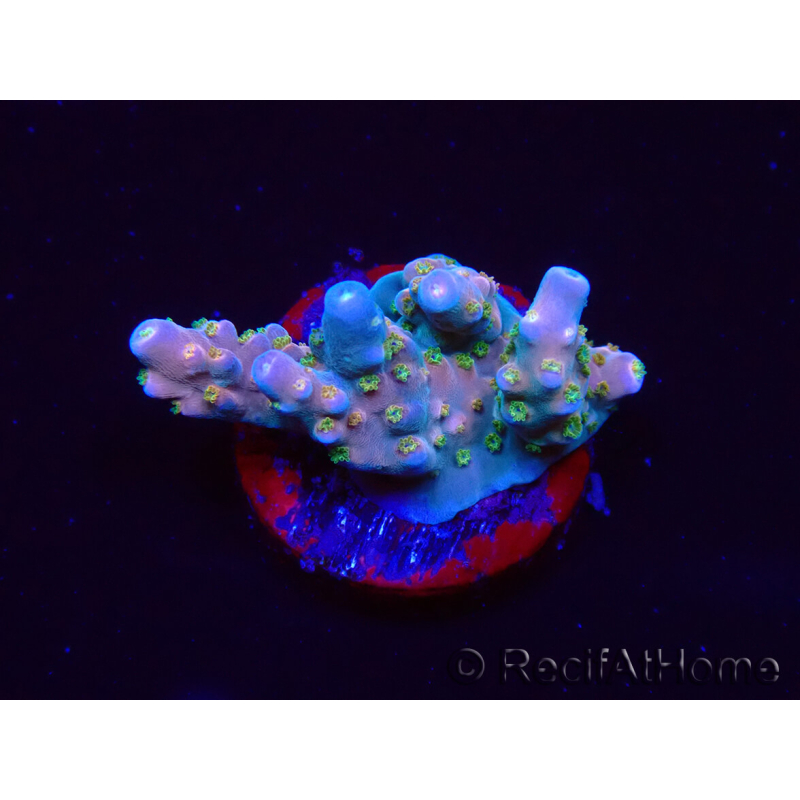 WYSIWYG RAH Acropora donei Hot Shot 5S8