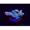 WYSIWYG RAH Acropora donei Hot Shot