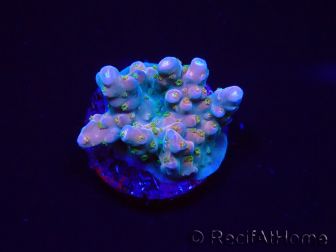 WYSIWYG RAH Acropora donei Hot Shot 5S9
